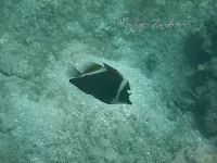 Gehoornde wimpelvis [Heniochus varius]